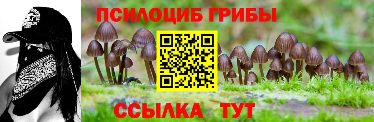 Сальск  Псилоцибиновые грибы Psilocybe  Псилоцибиновые грибы Cubensis  хочу наркоту  Вход с VPN 